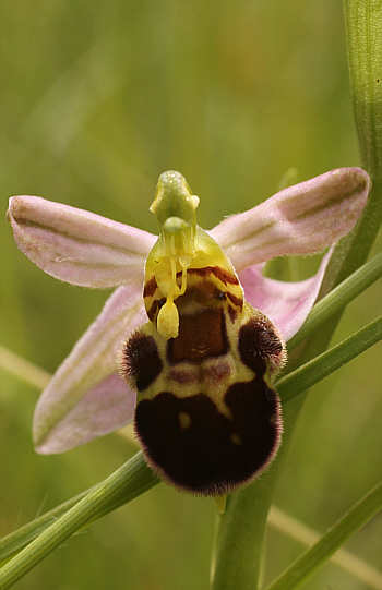 Ophrys apifera var. badensis, Southern Baden.