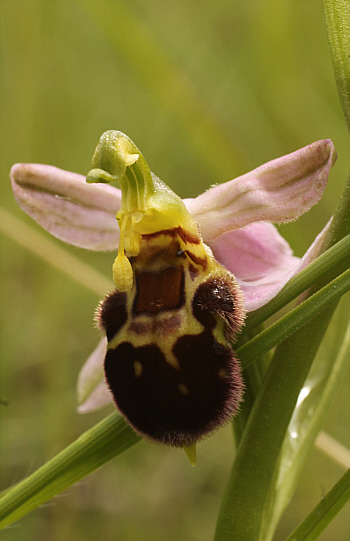 Ophrys apifera var. badensis, Southern Baden.