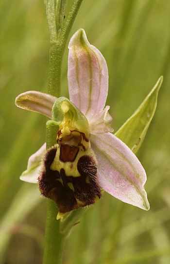 Ophrys apifera var. badensis, Südbaden.