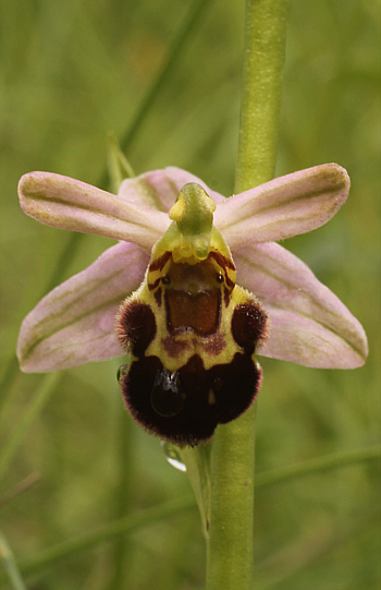 Ophrys apifera var. badensis, Southern Baden.