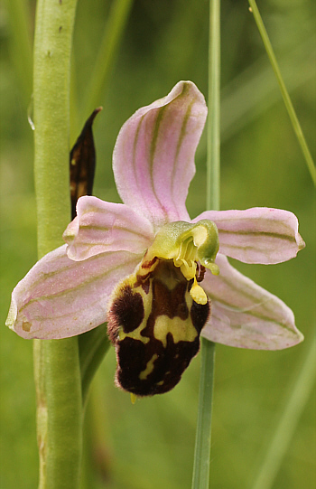 Ophrys apifera var. badensis, Southern Baden.