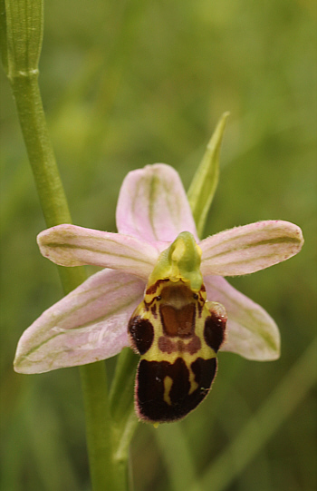 Ophrys apifera var. badensis, Südbaden.