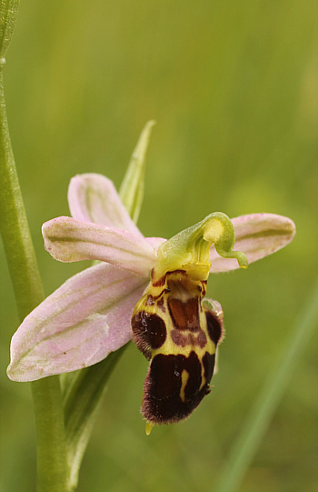 Ophrys apifera var. badensis, Southern Baden.