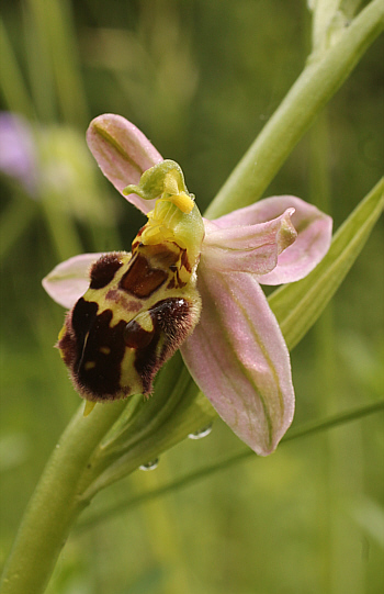 Ophrys apifera var. badensis, Southern Baden.