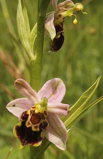 Ophrys apifera var. badensis, Südbaden.