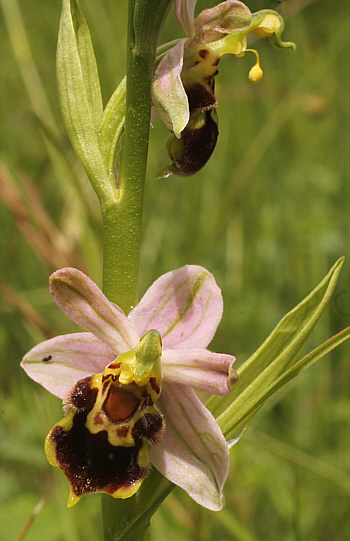 Ophrys apifera var. badensis, Southern Baden.