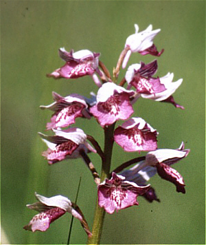 Orchis militaris - lusus