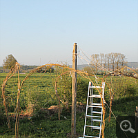 ... zudem wurden die ersten Weidenpfosten mit einem Bogen verbunden.