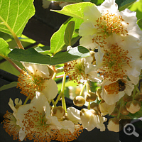 Blühende Kiwi (Actinidia deliciosa), Wilhelma im Mai 2011.