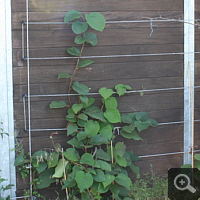 Male (on the left) and female (on the right) kiwifruit, August 2011.