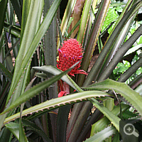 Blühende Ananas (Ananas comosus), Wilhelma im Mai 2011.