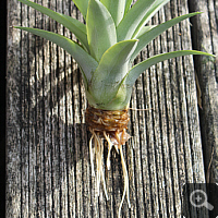 Bewurzelter Schof einer Baby-Ananas (Ananas comosus), Herbst 2013.