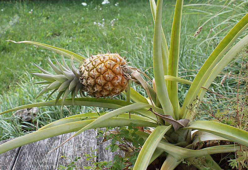 Pineapple - Fancy Plants - Englisch