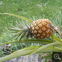 July 2013: Almost ripe fruit shortly before consumption.