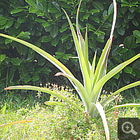 3-year-old pineapple (Ananas comosus), summer 2011.