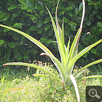 3-year-old pineapple (Ananas comosus), summer 2011.