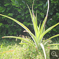 Ananas (Ananas comosus), Sommer 2011.