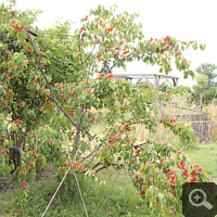 With fruits richly laden tree in July 2014.