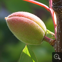 Small apricot, in early May 2011.