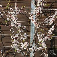 Apricot Tree fully in bloom, 2011.