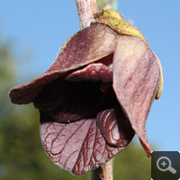 Blüte einer Indianerbanane (Asimina triloba), Frühjahr 2013.