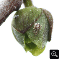 Bud of a Pawpaw (Asimina triloba), spring 2013.