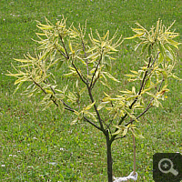 Esskastanie (Castanea sativa var. variegata), Juni 2011.