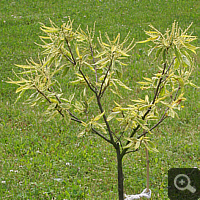 Sweet Chestnut (Castanea sativa var. variegata), June 2011.