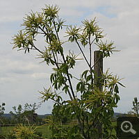 Sweet Chestnut (Castanea sativa), June 2011.