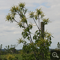 Esskastanie (Castanea sativa), Juni 2011.