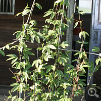 Curuba (Passiflora tarminiana), im Sommer 2011.