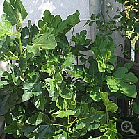 Bedded-out fig in June 2011.