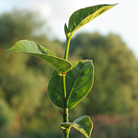 3-months-old plant, summer 2009.