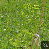 Chinese Date (Ziziphus jujuba), June 2011.