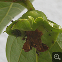 Unripe fruit of the Japanese Persimmon tree (Diospyrus kaki) in June 2011.