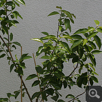 Japanese Persimmon (Diospyrus kaki) in June 2011.