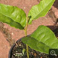 3 Monate alte Pflanze, Sommer 2009.