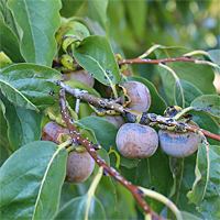 Früchte der Lotuspflaume, Oktober 2018.