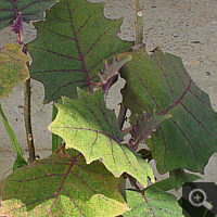 Lulo (Solanum quitoense), Juni 2011.