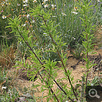 Common Almond tree (Prunus dulcis), 2011.