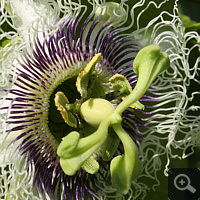 Blossom of a four-year-old plant, 26.08.2011.