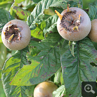 Fruits of the Common Medlar, early in October 2013.