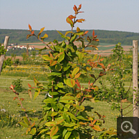 Common Medlar, early May 2011.