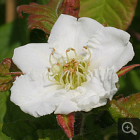 Flowers of the Common Medlar, early May 2011.