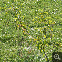 Schwarzer Maulbeerbaum, Sommer 2011.