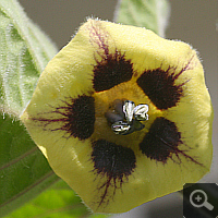 Blossom of the Cape Gooseberry, June 2011.