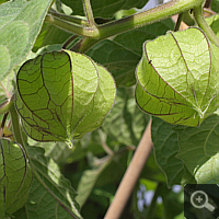 Unreife Früchte der Physalis, Juni 2011.