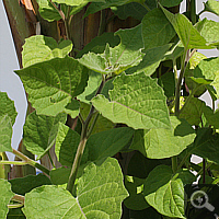 Young plants, May 2011.