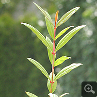 Granatapfelbaum (<i>Punica granatum</i>), 3 Monate alter Sämling im Juni 2009.