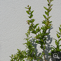Granatapfelbaum (<i>Punica granatum</i>), Sommer 2011.